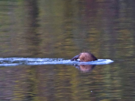 4.11.2008 16:30 Markgröningen Enz, bei Leudelsbachmündung Kamera: Canon EOS 40D /100-400@400