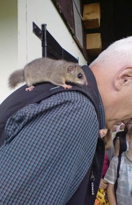 ein Siebenschläfer (Glis glis) ist auf Günter Breuer geklettert