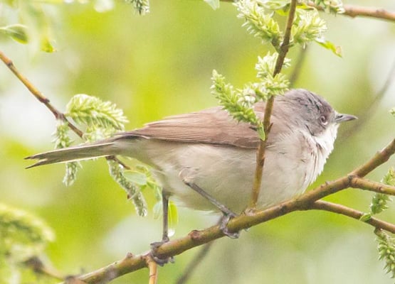 01.05.2015 Markgröningen