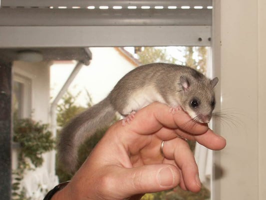 26.10.2003 Kamera: Minolta Dimage; Foto von Eberhard Häussermann; Siebenschläfer (Glis glis)