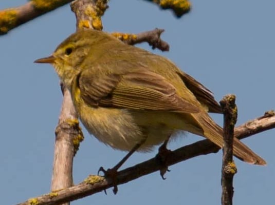 04.06.2015 Helgoland