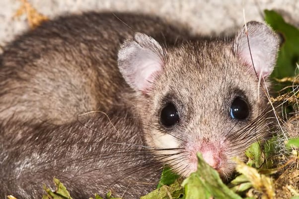 13.08.2011 Schwieberdingen Heimberg Foto von Romeo Cotrus;in anderer Siebenschläfer (Glis glis) in einem Nistkasten