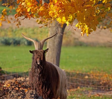 ein Ziegenbock der Walliser Schwarzhalsziege (?) in Hemmingen; 09.10.2010 Hemmingen südlich vom Zeilwald Kamera: Canon EOS 5D MkII / 100-400