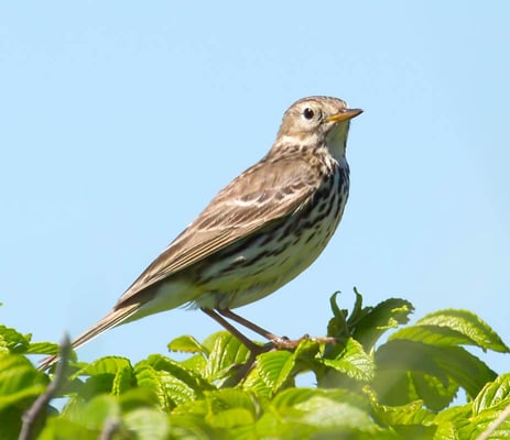 04.06.2015 Helgoland