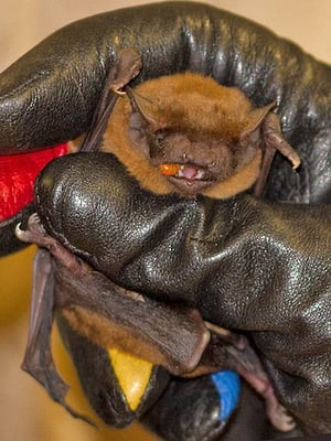 21.07.2012 Schwieberdingen Batnight 2012 Kamera: Canon EOS 5D MkII / 24-105 Foto von Monika Borówka