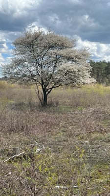 Nationalpark de Hoge Veluwe