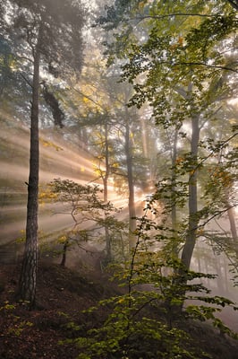 Eindrucksvoller Sonnenaufgang im Wald unterhalb des Liliensteins. 