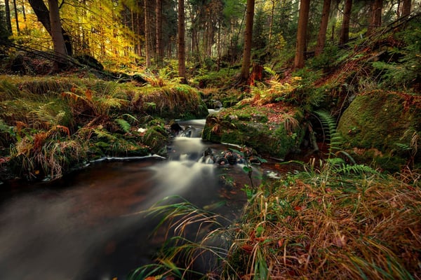 Herbstfarben an der Dürren Biela.