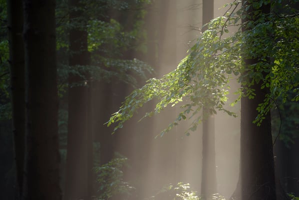 Der Tag erwacht im Kirnitzschtal. 