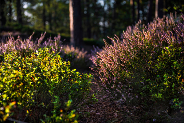 Heideblüte im Polenztal. 