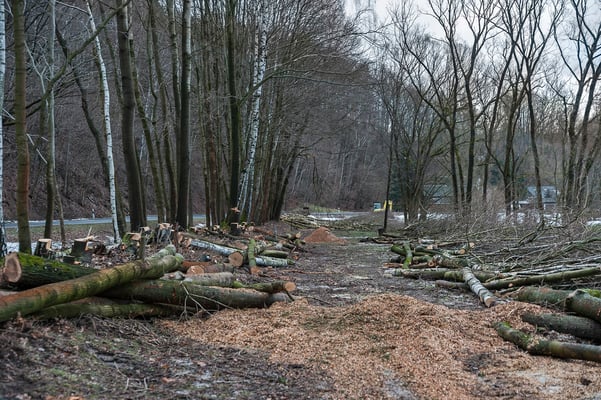 Freilegung des Bahndamms, Blickrichtung Lohsdorf. 11.02.19