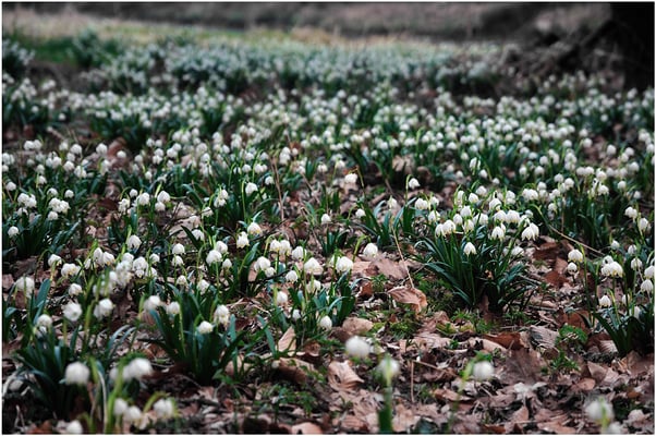 Märzenbecherwiesen im Polenztal. 