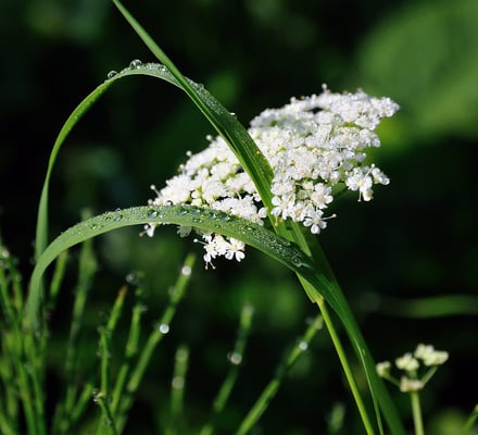 Der Tag erwacht auf den Wildwiesen bei Ulbersdorf, alles ist mit feinen Wassertröpfchen überzogen... 05.06.11