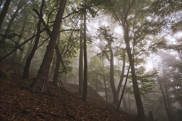 Im Nebelwald unterhalb des Liliensteins. 
