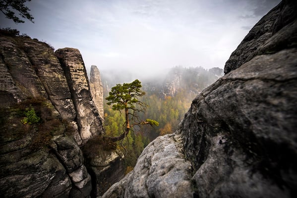 Herbstmorgen an der Pölkingkiefer im Basteigebiet.