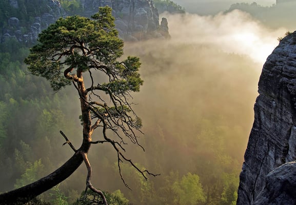 Pölkingkiefer an der Bastei zur Goldenen Stunde. 