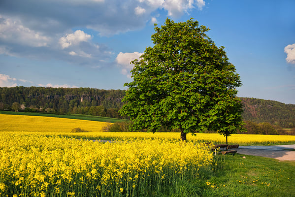 Frühlingsfarben bei Porschdorf