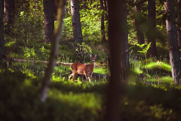 Begegnungen im Wald an den Elbleiten. 