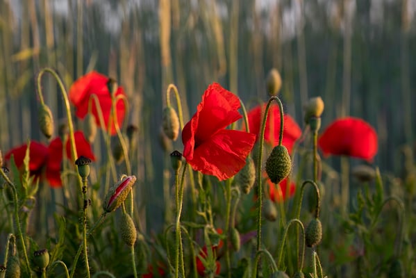 Mohnblüte bei Waitzdorf. 