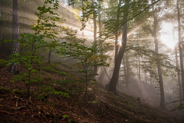 Ein ähnliches Szenario, nur mit etwas mehr Nebel. Im Wald unterhalb des Liliensteins. 
