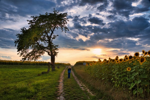 Auf dem Malerweg bei Lohmen, Sonnenblumen soweit das Auge reicht.