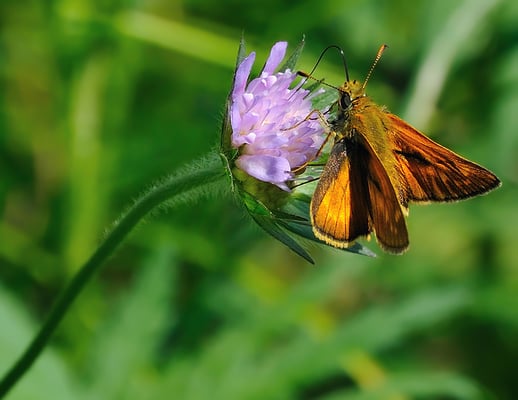 Die Wartezeiten bis zum nächsten Zug werden an den Artenreichen Wildwiesen im Sebnitztal ( hier bei Kohlmühle ) nicht langweilig. Ein Rostfarbener Dickkopffalter saugt hier genüsslich Nektar. 04.06.11
