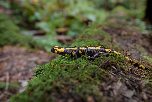 Feuersalamander am Liethenbach bei Kleinhennersdorf. 