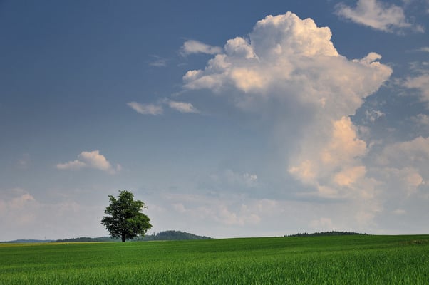 Am nachmittag beginnt es in der Atmosphäre zu brodeln. Später höre ich im Radio, dass die Strecke im Elbtal wegen Unwetterschäden gesperrt ist. Auch mit dem Fotolicht ist es kurze Zeit später vorbei. Zwischen Stolpen und Langenwolmsdorf, 04.06.11