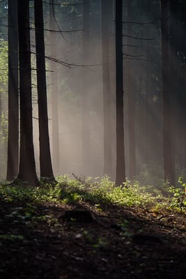 Der Tag erwacht im Kirnitzschtal. 