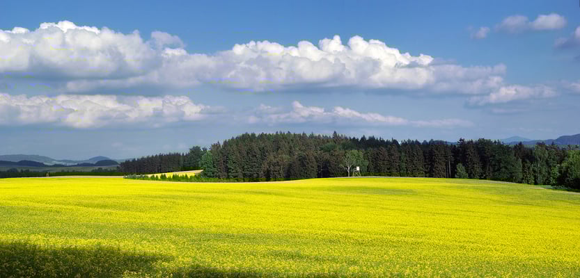 Rapsfelder in voller Blüte bei Ulbersdorf. 