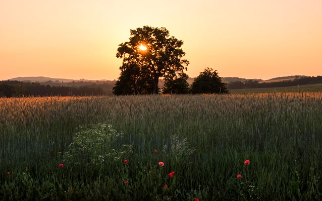 Sonnenuntergang zwischen Goßdorf und Waitzdorf. 