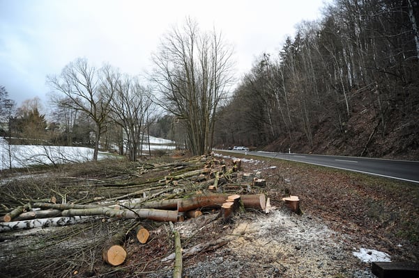 ... nun heißt es alle Kräfte mobilisieren. Denn ein Erlenwald hat sich in den Jahren seit Streckenstilllegung auf dem Bahndamm breit gemacht. Und gefällt werden darf nur bis Ende Februar. 11.02.19