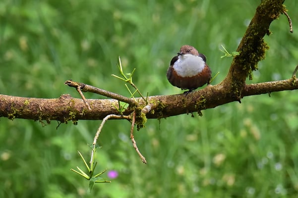 Wasseramsel auf ihrem Ansitz im Polenztal.