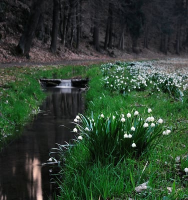 Märzenbecherwiesen im Polenztal. 