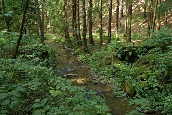 Brücke 3 lässt sich nur noch erahnen, danach kommt die erste Ausweichstelle an der Strecke, 26.09.09