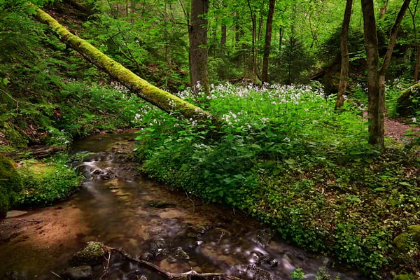 Frisches Maiengrün am Tiefen Grundbach. 