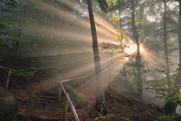 Eindrucksvoller Sonnenaufgang im Wald unterhalb des Liliensteins.