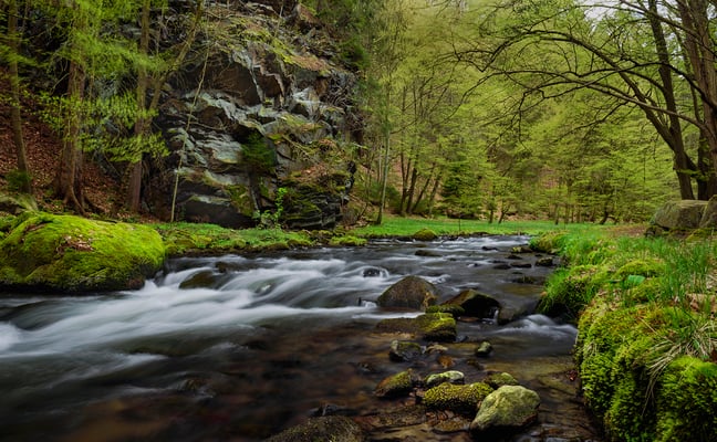 Frühling an der Polenz. 