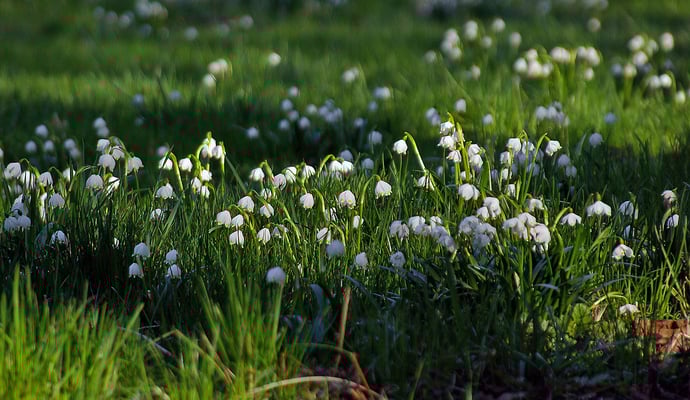Märzenbecherwiesen im Polenztal. 