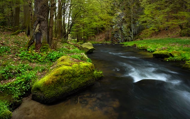 Frühling an der Polenz.