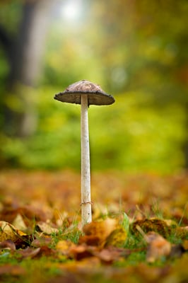 Pilze gehören zum Herbst einfach dazu - auch als Fotomotiv. 