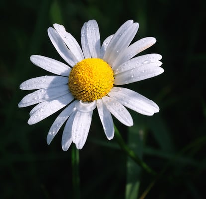 Eindrücke von den Wildwiesen bei Ulbersdorf, hier lässt sich die Zeit verbringen... 05.06.11