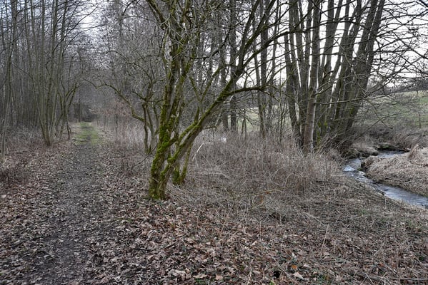 Nun verläuft der Bahndamm parallel zum mäandernden Bächlein. Blickrichtung Lohsdorf, 04.03.19