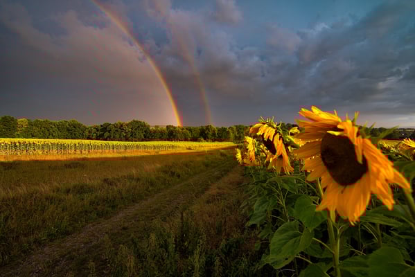 Es schüttet wie aus Kannen, dann bricht die untergehende Sonne nochmal durch und ein wunderbarer Regenbogen erscheint am Himmel. So wünscht sich das der Fotograf :) Auf dem Malerweg bei Lohmen.