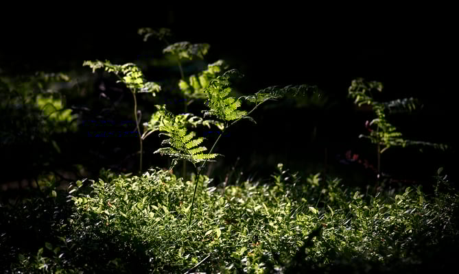 Farn im Licht der aufgehenden Sonne. 