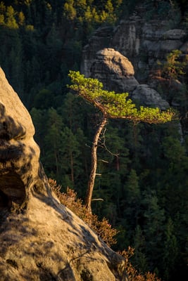 Kleine Kiefer an der Osterspitze.