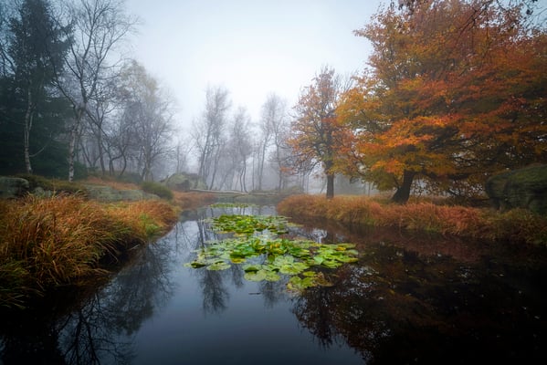 Mystischer Herbstnebel auf dem Großen Winterberg (Děčínský Sněžník). 