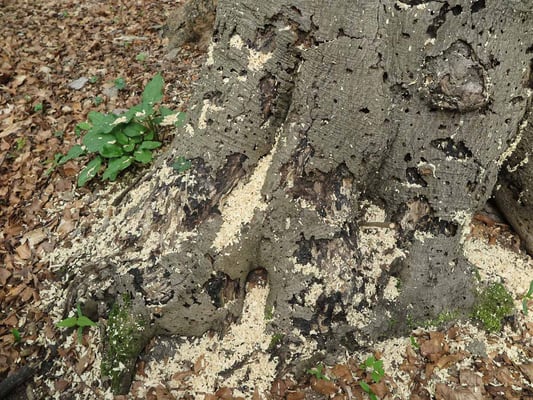 Frische Spuren Specht