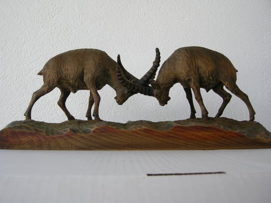 Steinböcke kämpfend