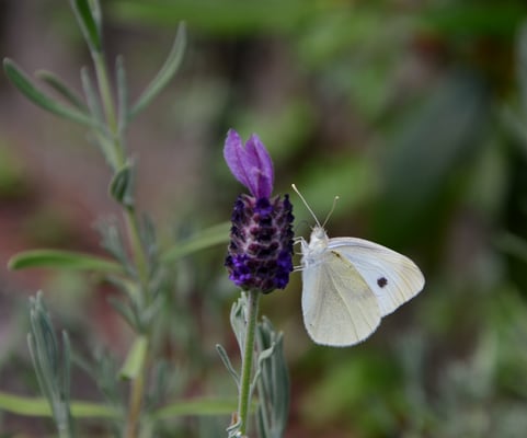  Kleiner Kohl-Weißling an Lavendelblüte